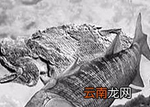 鱼类的祖先叫什么?
