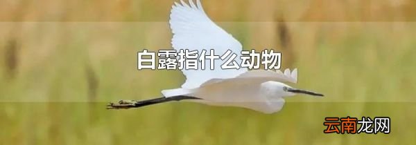 白露指什么动物