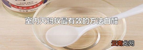 室内灭蚂蚁最有效的方法白醋