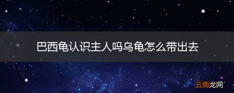 巴西龟认识主人吗乌龟怎么带出去