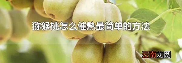 猕猴桃怎么催熟最简单的方法