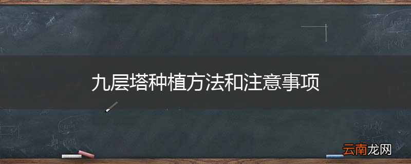九层塔种植方法和注意事项