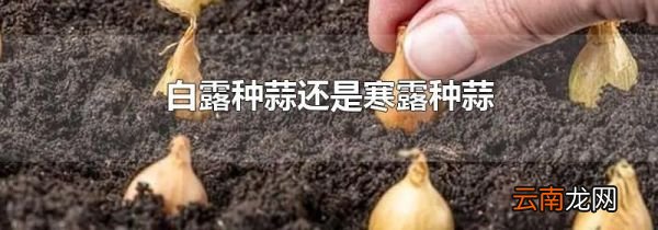 白露种蒜还是寒露种蒜