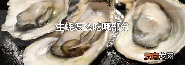 生蚝怎么吃哪部分