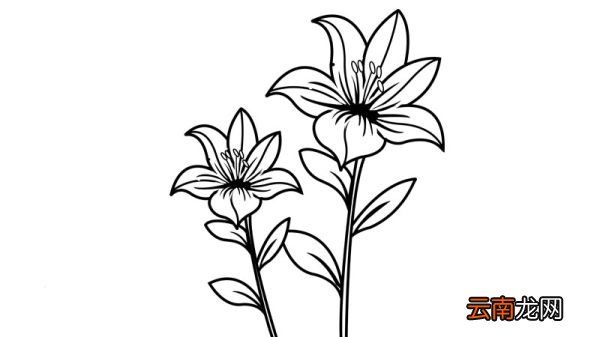 花的简笔画 花的简笔画画法