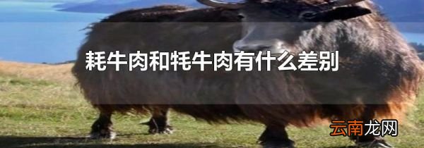 耗牛肉和牦牛肉有什么差别