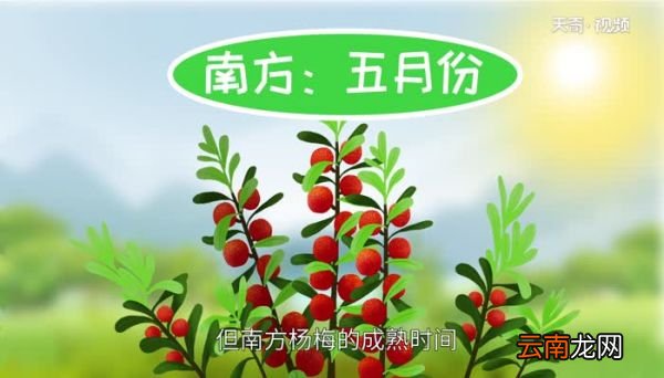 杨梅什么时候上市 杨梅什么时候成熟