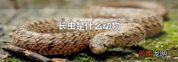 长虫是什么动物
