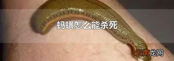 蚂蟥怎么能杀死
