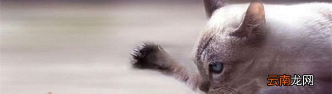 猫为什么要吃老鼠？