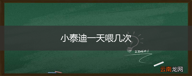 小泰迪一天喂几次