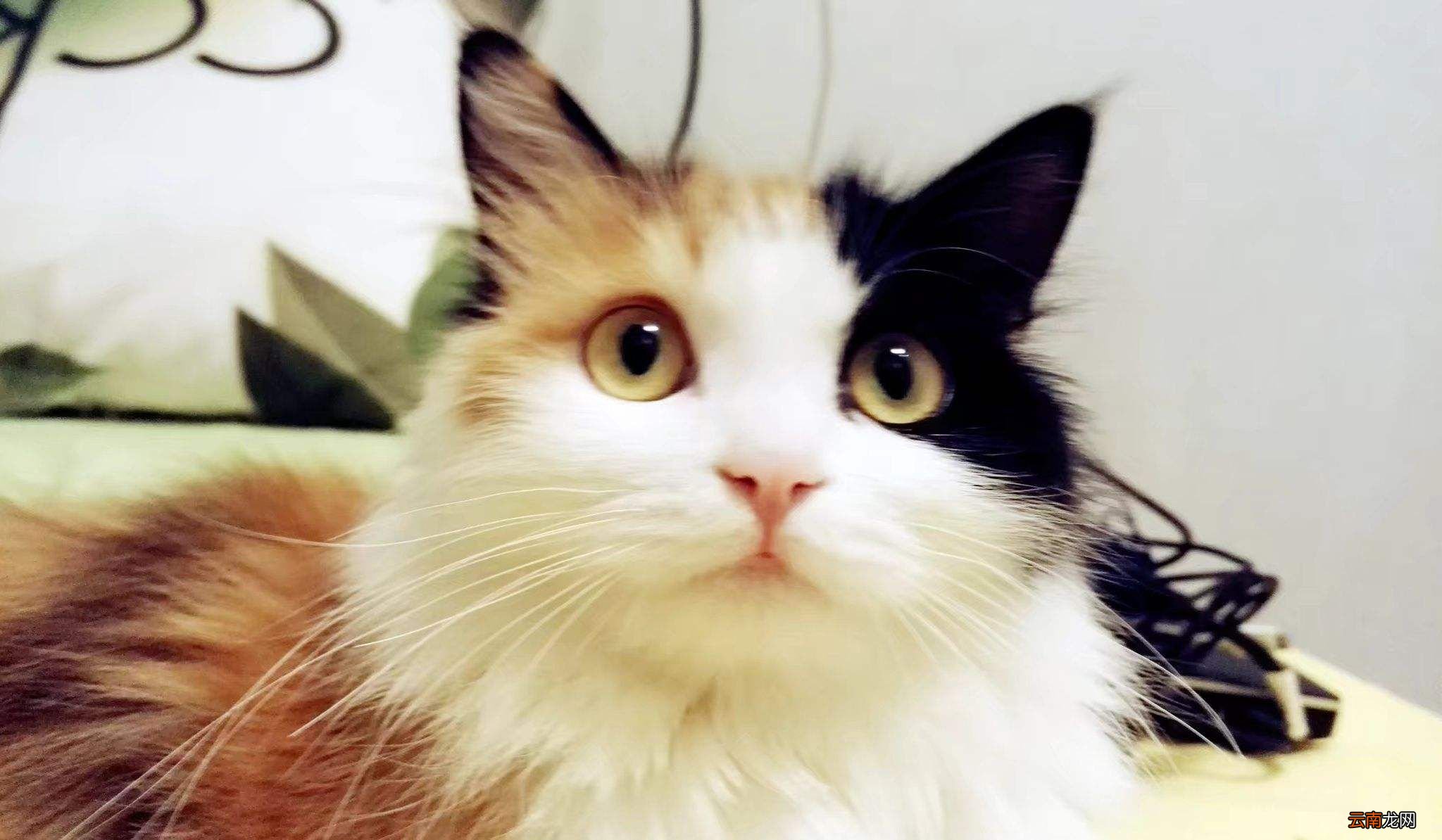 为什么三花猫几乎都是母猫?