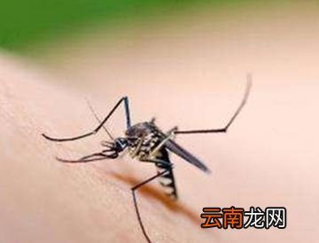 只有母蚊子才咬人，是真的吗？
