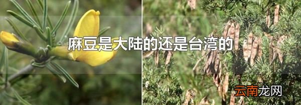 麻豆是大陆的还是台湾的