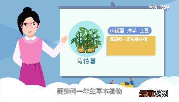 马铃薯是土豆吗 马铃薯和土豆是同种食物吗