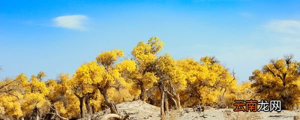 胡杨林在什么地方 胡杨林具体在哪