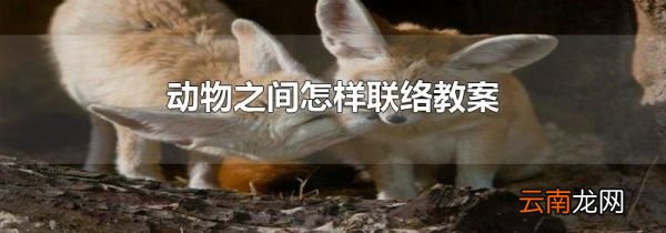 动物之间怎样联络教案