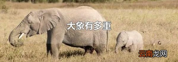 大象有多重