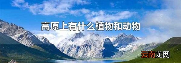 高原上有什么植物和动物