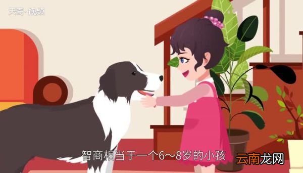 世界上最聪明的狗 世界上最聪明的狗是什么