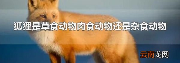 狐狸是草食动物肉食动物还是杂食动物