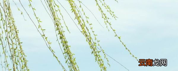 四面荷花三面柳一城山色半城湖是什么修辞手法 四面荷花三面柳运用什么修辞
