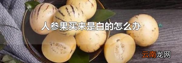 人参果买来是白的怎么办