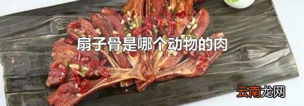 扇子骨是哪个动物的肉