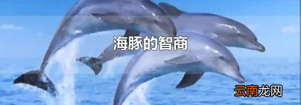 海豚的智商