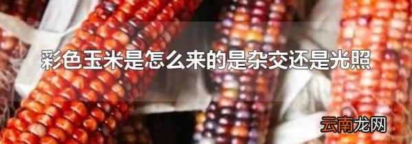 彩色玉米是怎么来的是杂交还是光照