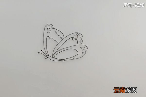 简笔画蝴蝶