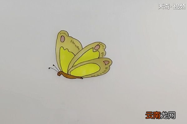 简笔画蝴蝶
