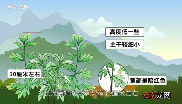 艾蒿和艾草的区别 艾蒿和艾草的区别在哪