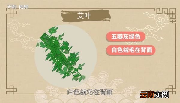 艾蒿和艾草的区别 艾蒿和艾草的区别在哪