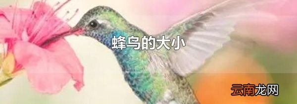 蜂鸟的大小