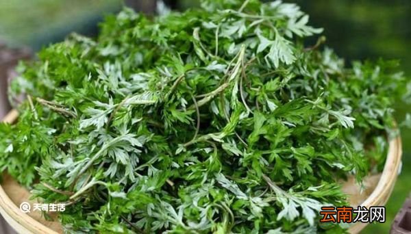 端午节艾草的意义 端午节插艾的意义
