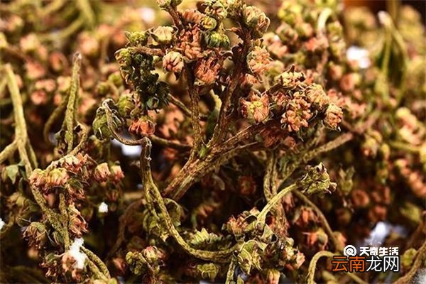 扯根菜的功效与作用 扯根菜有哪些功效与作用