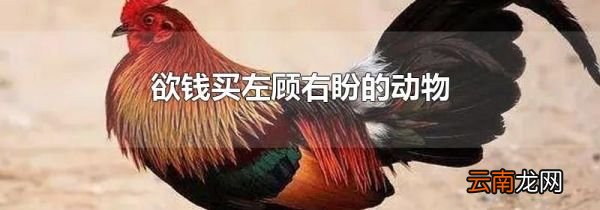 欲钱买左顾右盼的动物