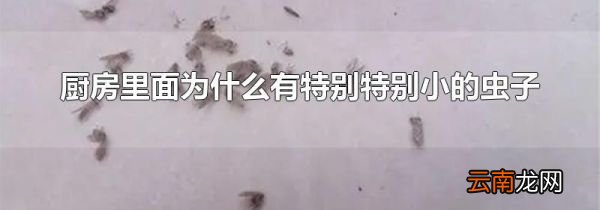 厨房里面为什么有特别特别小的虫子