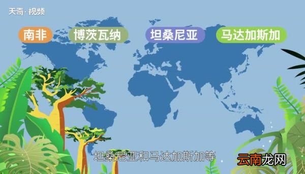 猴面包树生长在哪里 猴面包树分布在哪里