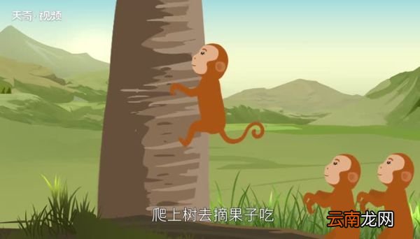 猴面包树生长在哪里 猴面包树分布在哪里