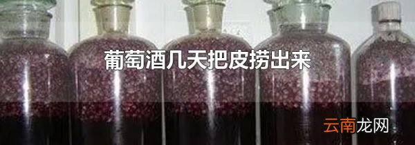 葡萄酒几天把皮捞出来