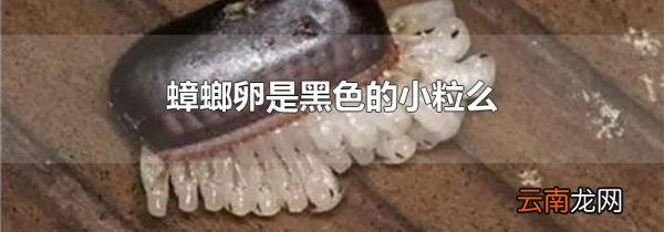 蟑螂卵是黑色的小粒么
