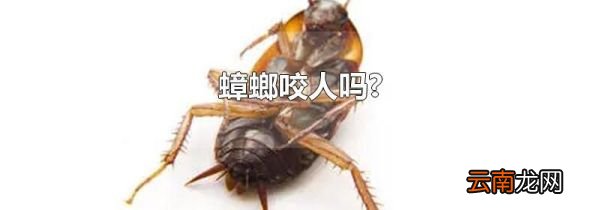 蟑螂咬人吗?