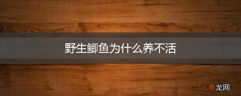 野生鲫鱼为什么养不活