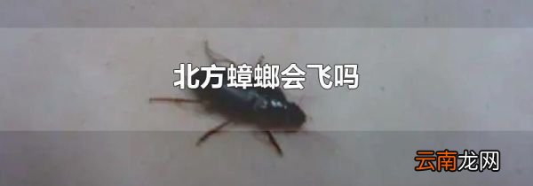 北方蟑螂会飞吗
