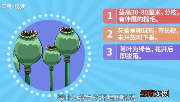 罂粟怎么读 罂粟的读法