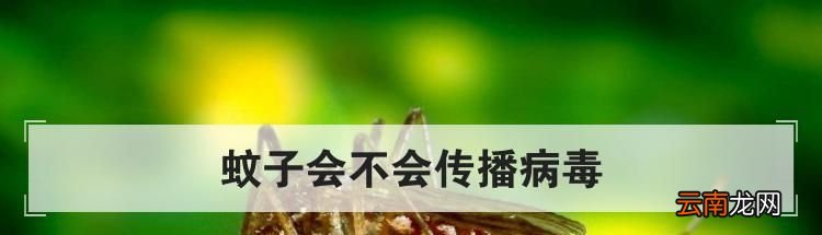 蚊子会不会传播病毒