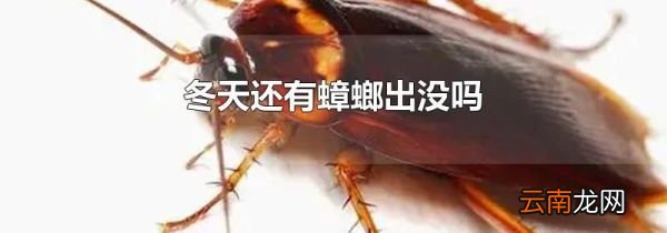 冬天还有蟑螂出没吗