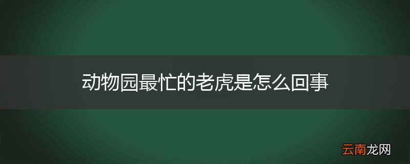 动物园最忙的老虎是怎么回事
